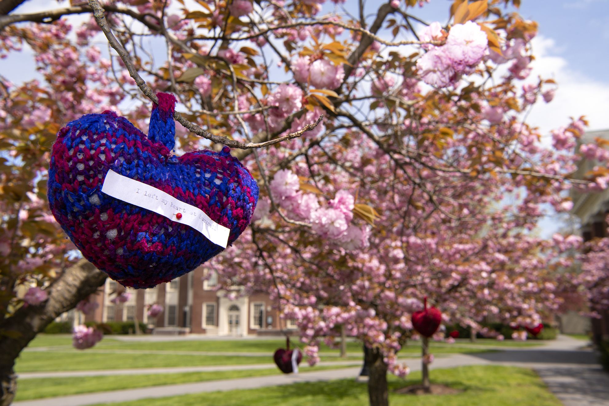 A blue and pink knitted heart ornament handing from a tree that's blooming with cherry blossoms. The heart has a small piece of paper pinned to it that says, "I left my heart at Bucknell."